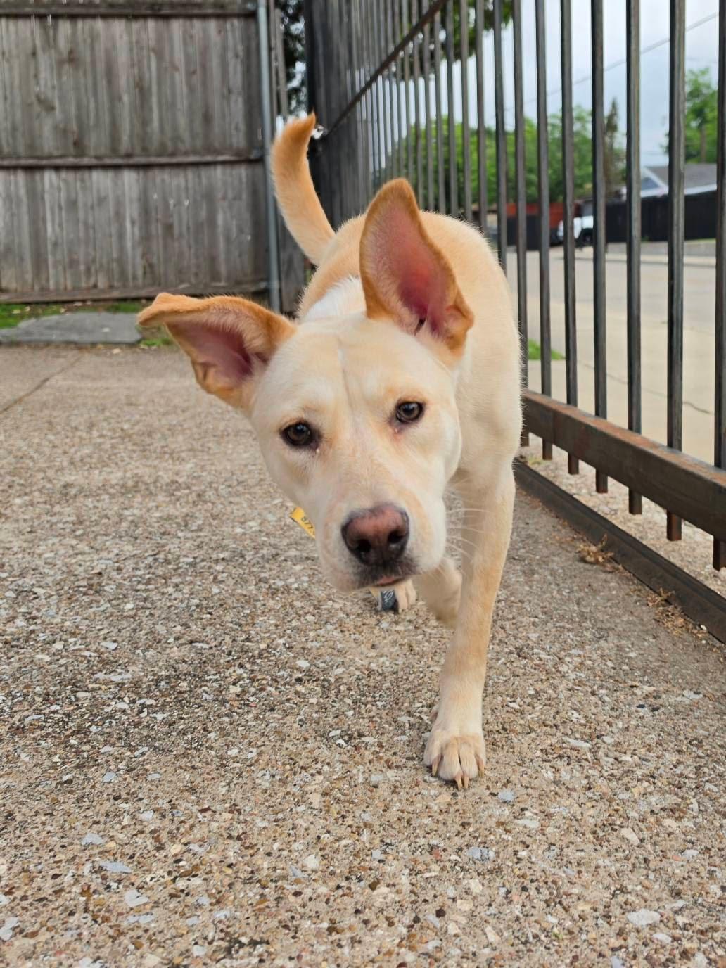 Opal, a Adoptable Mixed Breed in Dallas, TX image 2/4