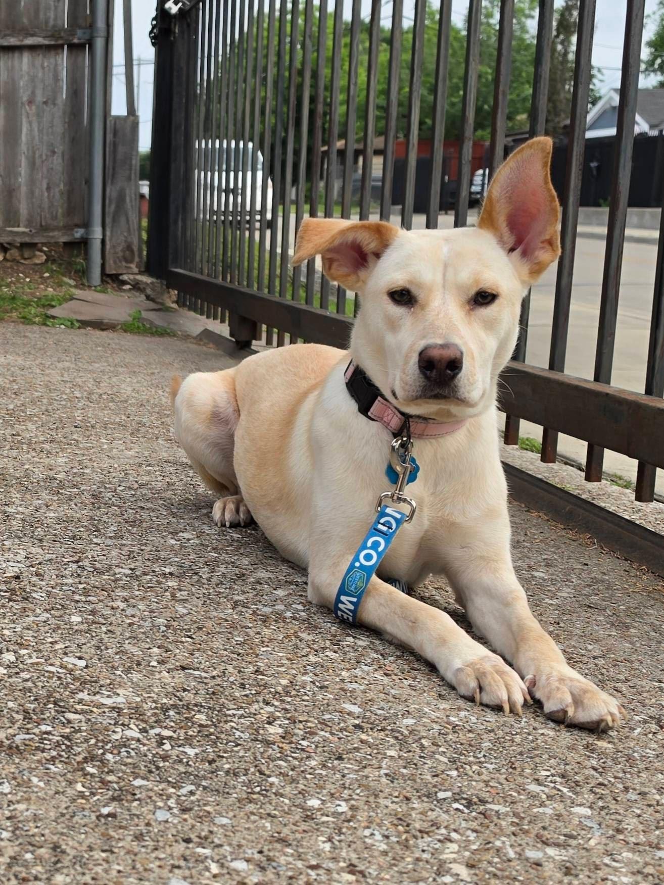 Opal, Adoptable, Young Female Mixed Breed.