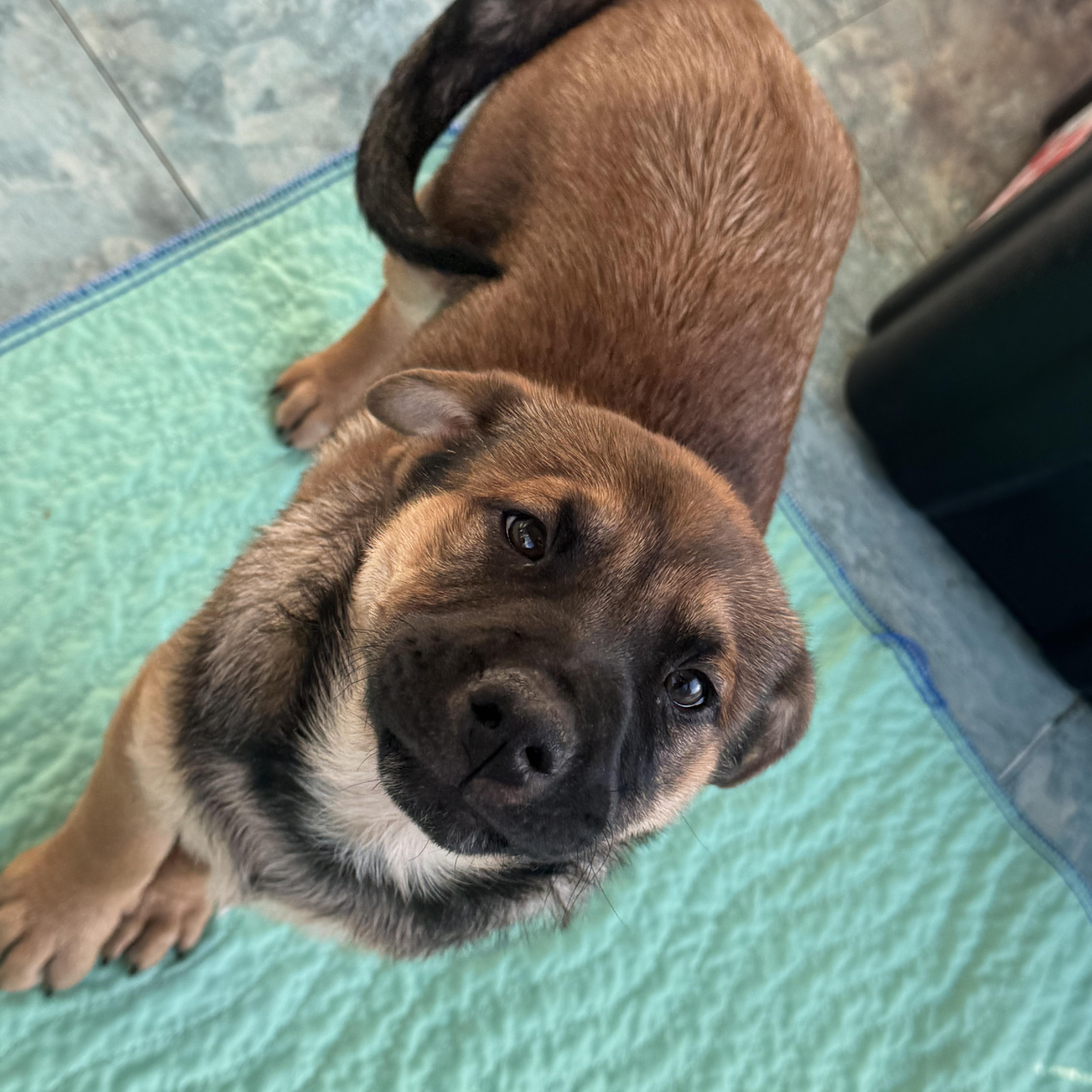 Enlarge Serg, an adopted mixed breed in Denver, CO image 2/6