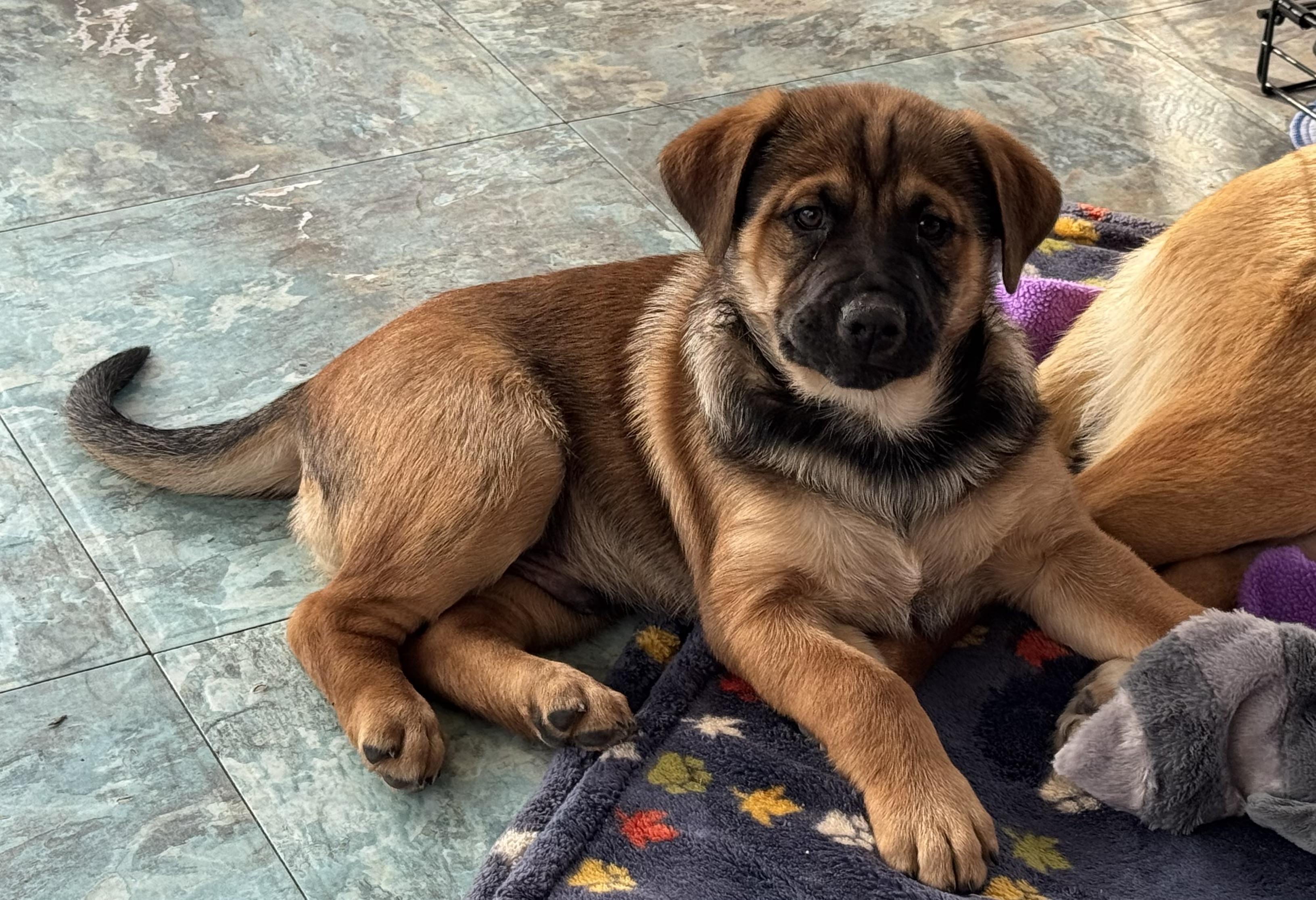 Enlarge Serg, an adopted mixed breed in Denver, CO image 3/6