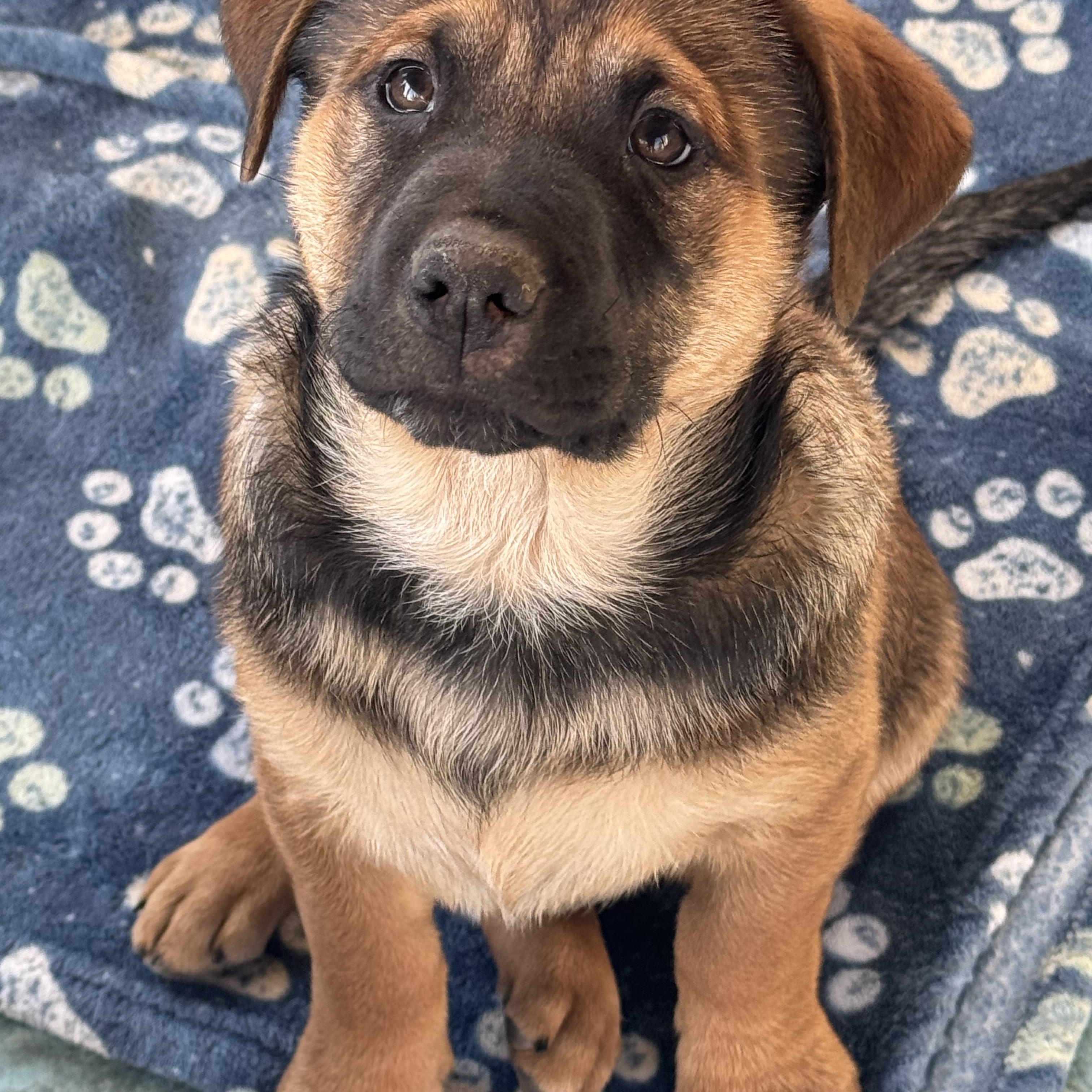 Enlarge Serg, an adopted mixed breed in Denver, CO image 4/6