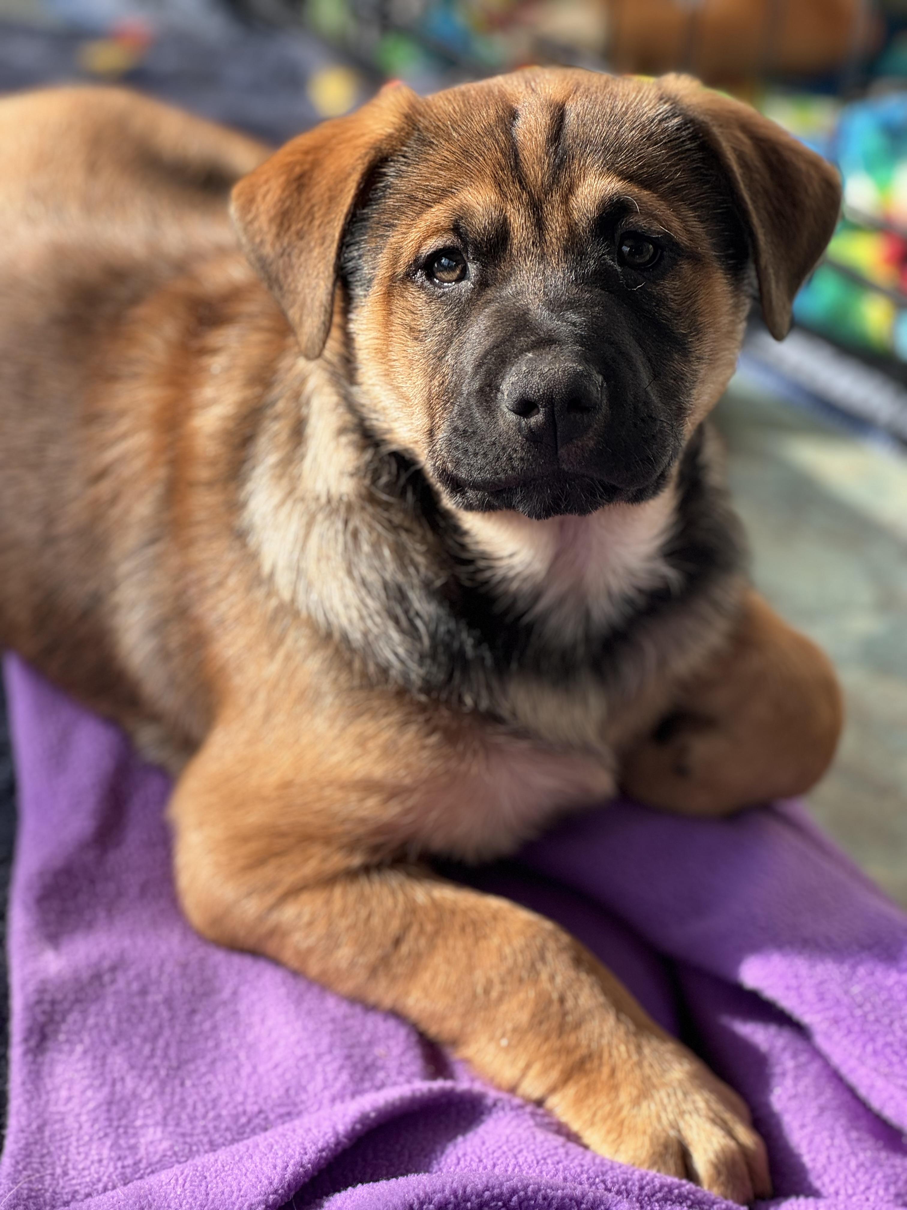 Enlarge Serg, an adopted mixed breed in Denver, CO image 1/6