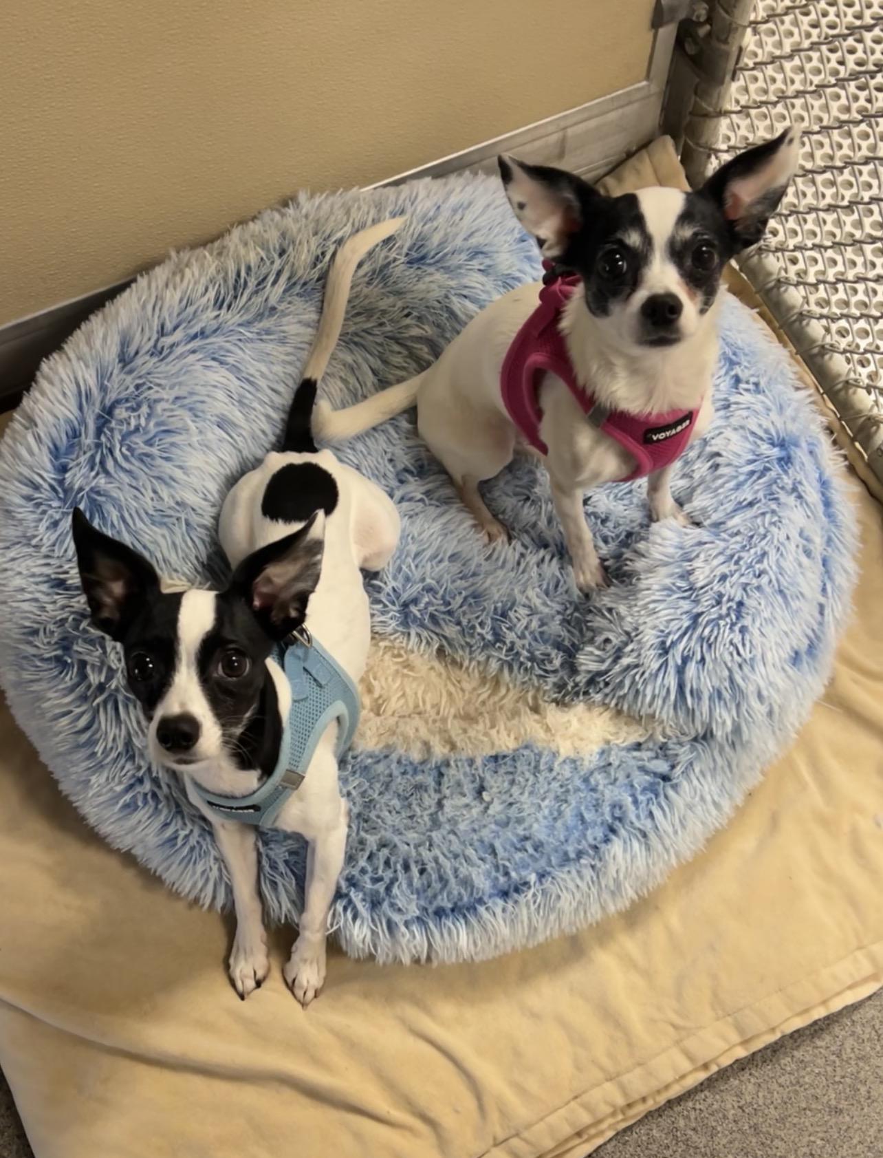 Enlarge Edith & Archie Bunker (bonded pair), a Adoptable mixed breed in Montville, NJ image 1/3