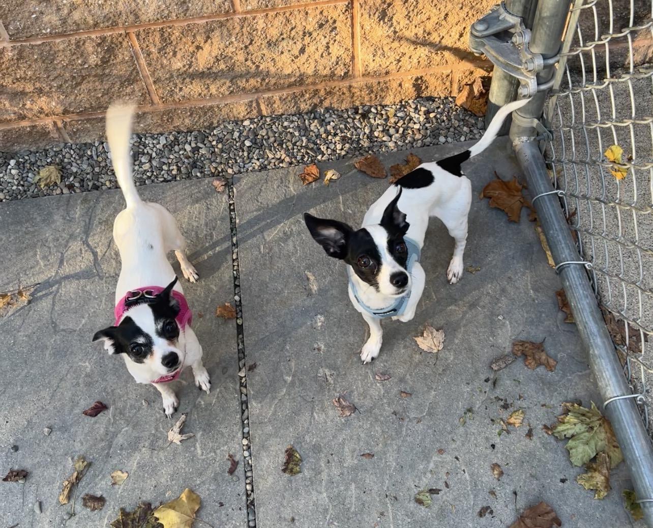 Enlarge Edith & Archie Bunker (bonded pair), a Adoptable mixed breed in Montville, NJ image 2/3