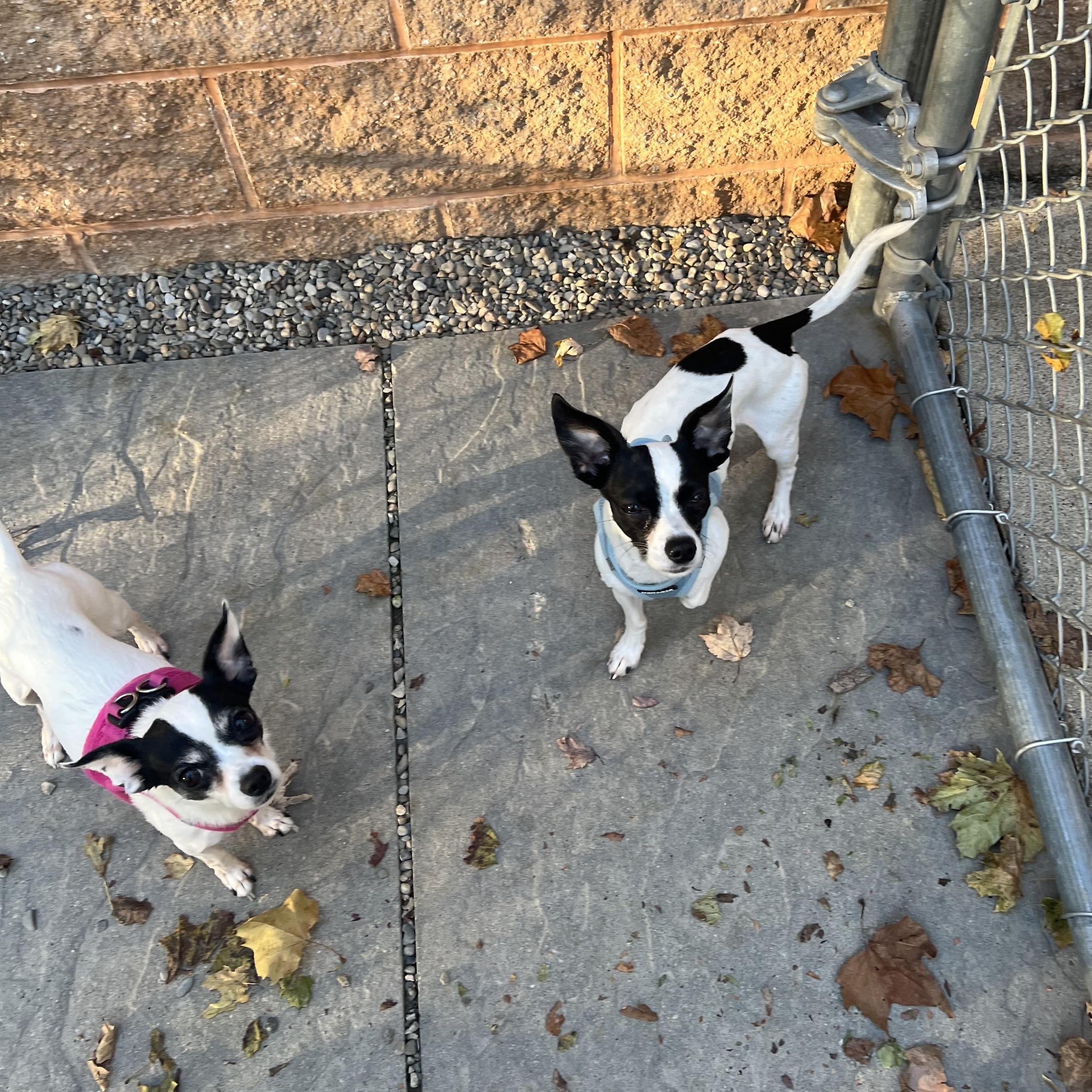 Enlarge Edith & Archie Bunker (bonded pair), a Adoptable mixed breed in Montville, NJ image 3/3