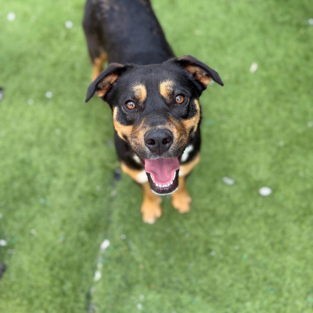 Maddie, Adoptable, Adult Female Shepherd & Mixed Breed.