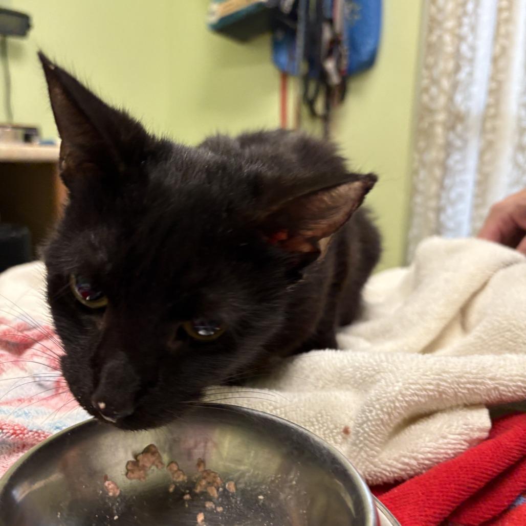 Enlarge Coraline, a Adoptable Domestic Short Hair in Warren, PA image 2/2