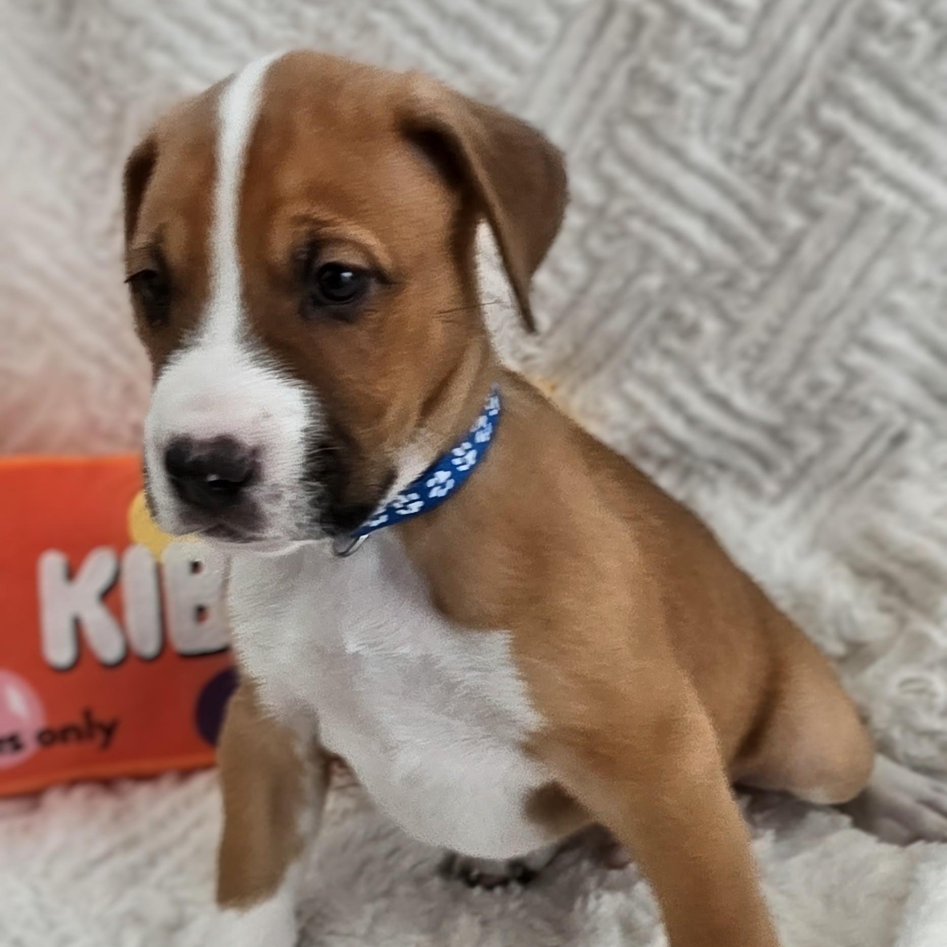 Enlarge Koda, a Adoptable mixed breed in Santa Fe, NM image 5/5