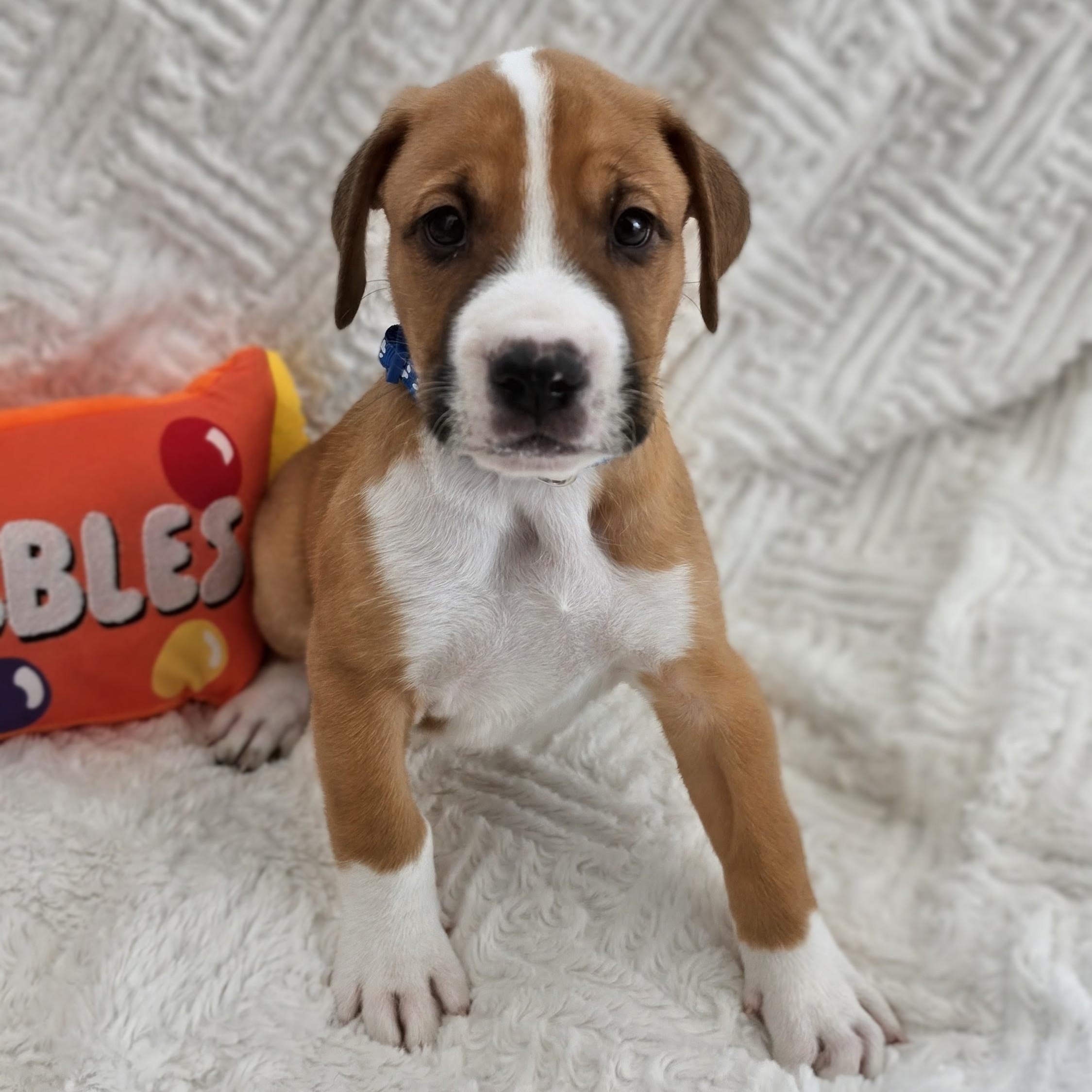 Enlarge Koda, a Adoptable mixed breed in Santa Fe, NM image 3/5