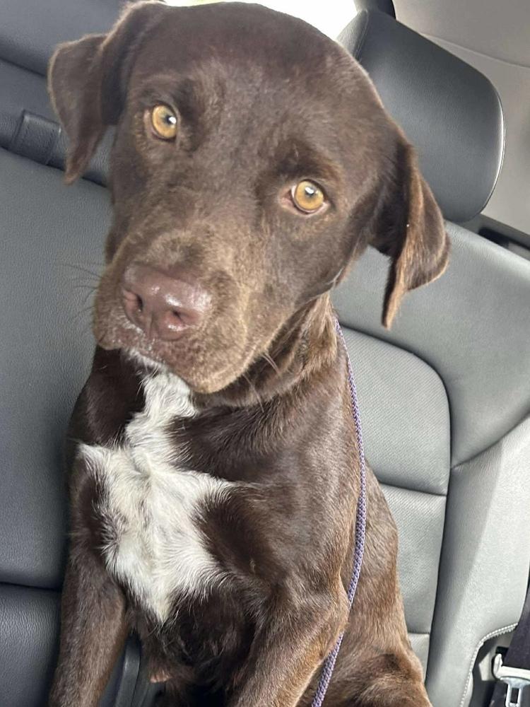 Sabourin / Marissa, Adoptable, Adult Female Labrador Retriever.