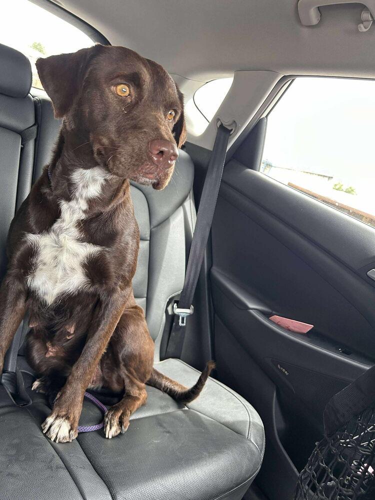 Enlarge Sabourin / Marissa, a Adoptable mixed breed in Broomfield, CO image 2/3