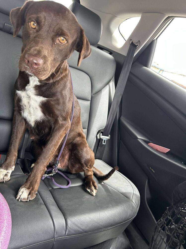 Enlarge Sabourin / Marissa, a Adoptable mixed breed in Broomfield, CO image 3/3