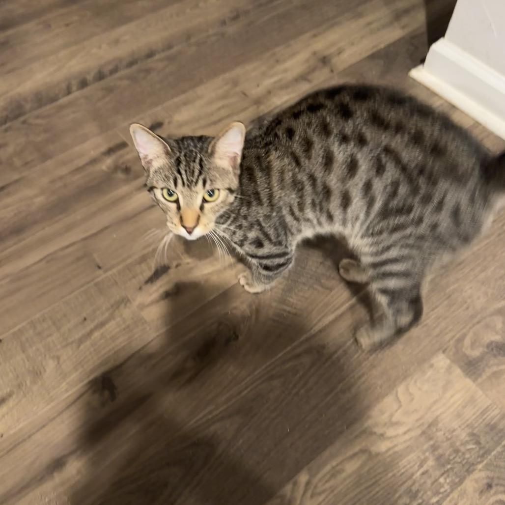 Enlarge Turtle, a Adoptable Domestic Short Hair in Huntsville, AL image 1/3