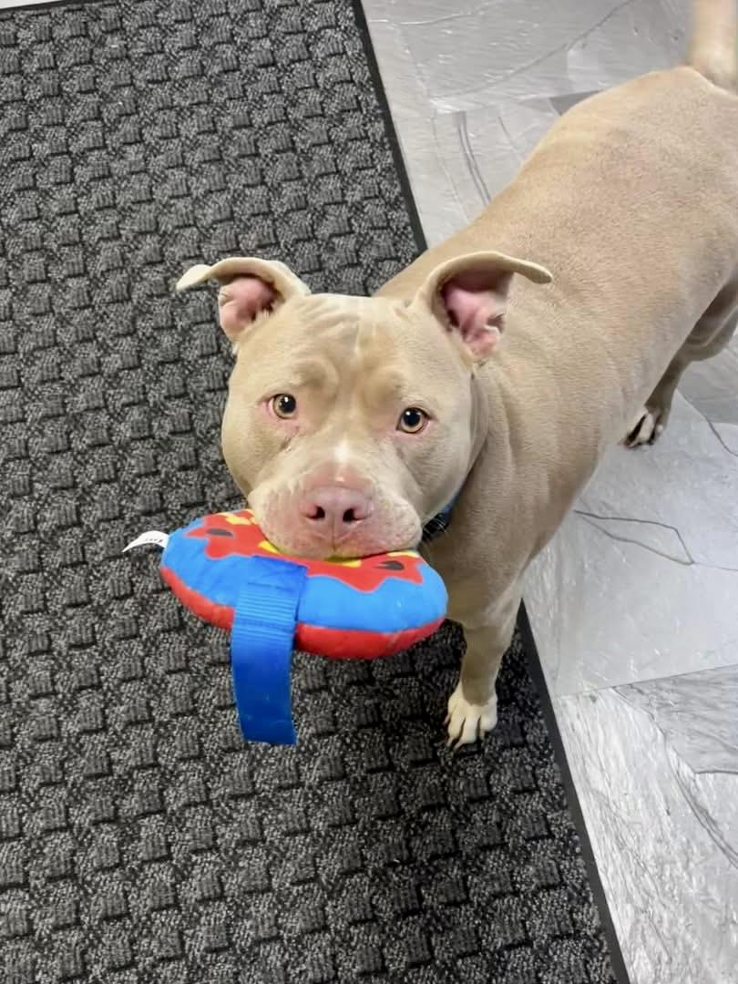 Titus DCAS) Foster or Forever Home Needed photo 3