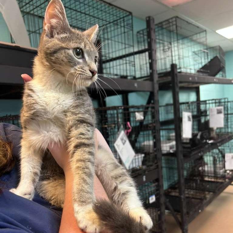 Rizz, a Adoptable Domestic Short Hair in Gadsden, AL image 1/2