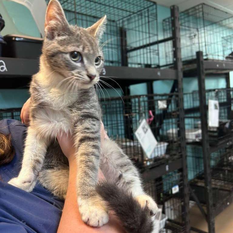 Rizz, a Adoptable Domestic Short Hair in Gadsden, AL image 2/2