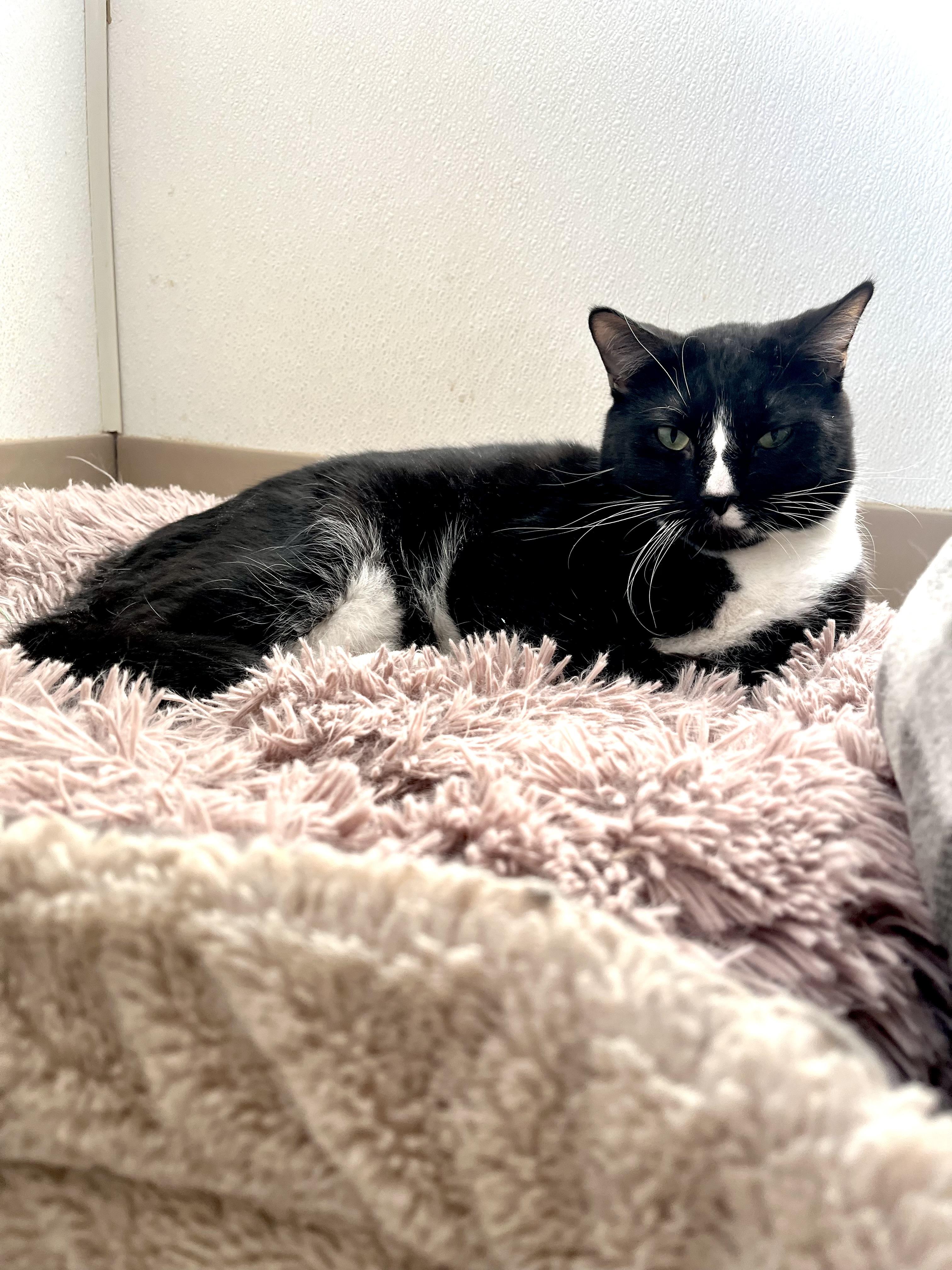Wanda Maximoff, a Adoptable Domestic Short Hair in Geneseo, IL image 1/2
