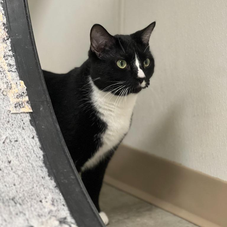 Wanda Maximoff, a Adoptable Domestic Short Hair in Geneseo, IL image 2/2