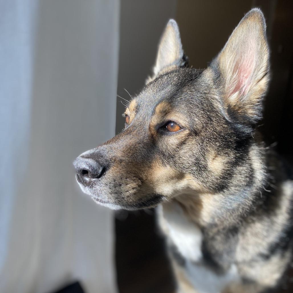 Enlarge Cole, a Adoptable mixed breed in New York, NY image 6/6