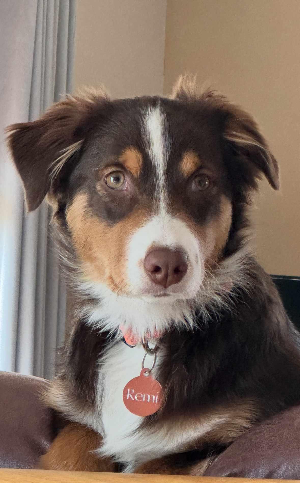 Remi, Young Male Australian Shepherd