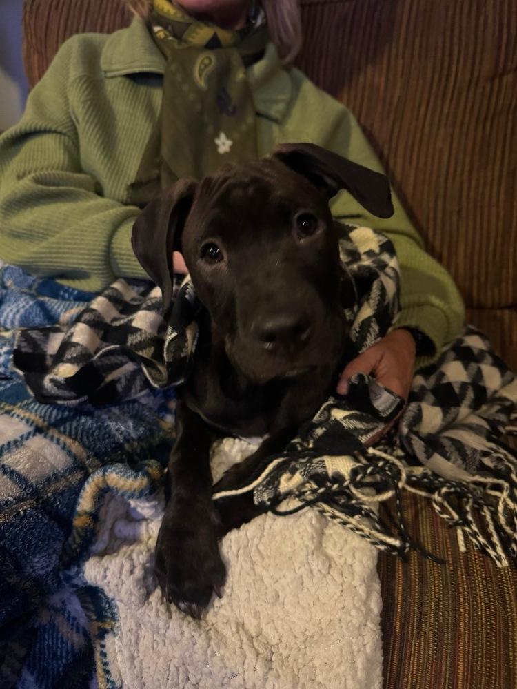 Roberts, Adoptable, Puppy Male Pit Bull Terrier.