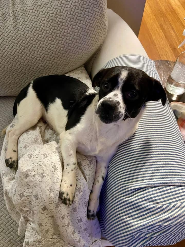 Enlarge Gomez, a Adoptable mixed breed in Knoxville, TN image 1/2