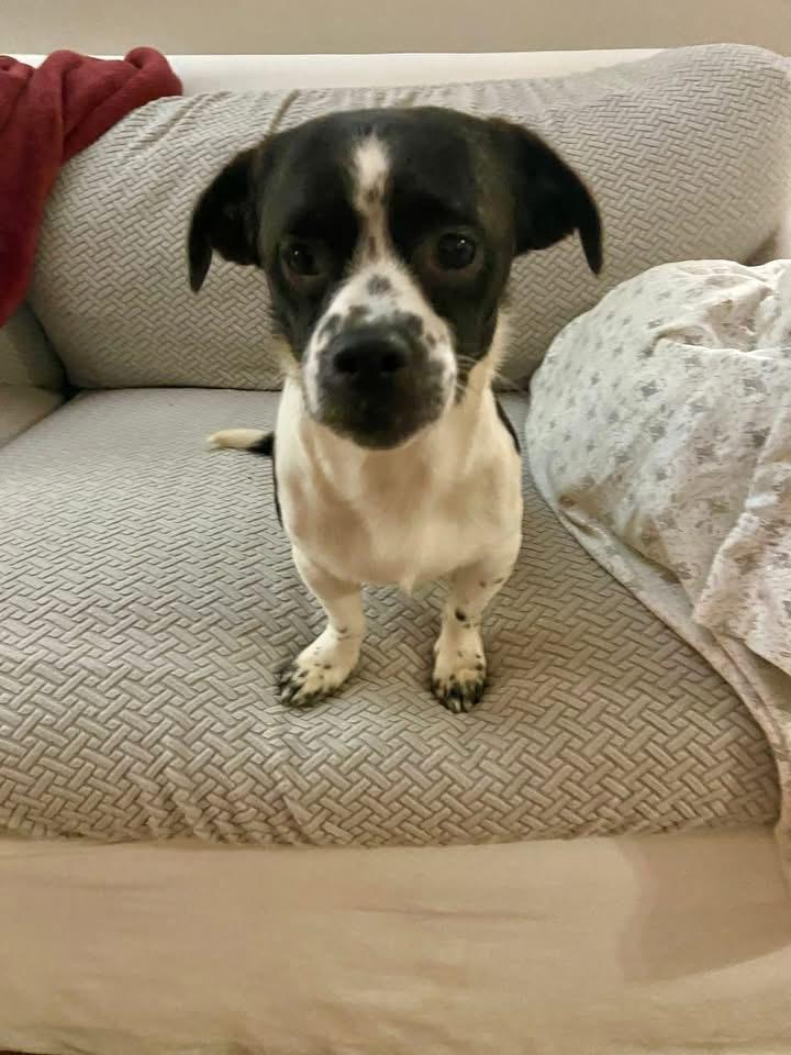 Enlarge Gomez, a Adoptable mixed breed in Knoxville, TN image 2/2