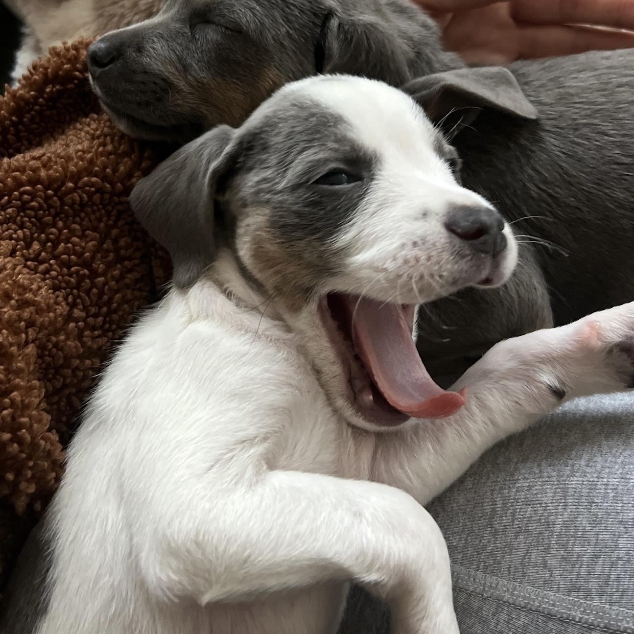 Enlarge Sandra, of the Mambo NO. 5 Puppies, an adopted mixed breed in danbury, CT image 4/6