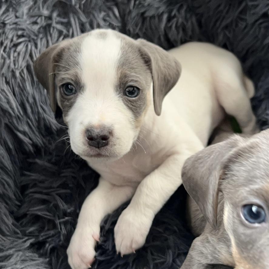 Enlarge Sandra, of the Mambo NO. 5 Puppies, an adopted mixed breed in danbury, CT image 1/6