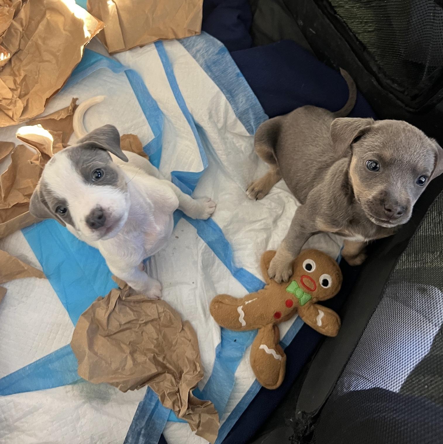 Enlarge Sandra, of the Mambo NO. 5 Puppies, an adopted mixed breed in danbury, CT image 3/6