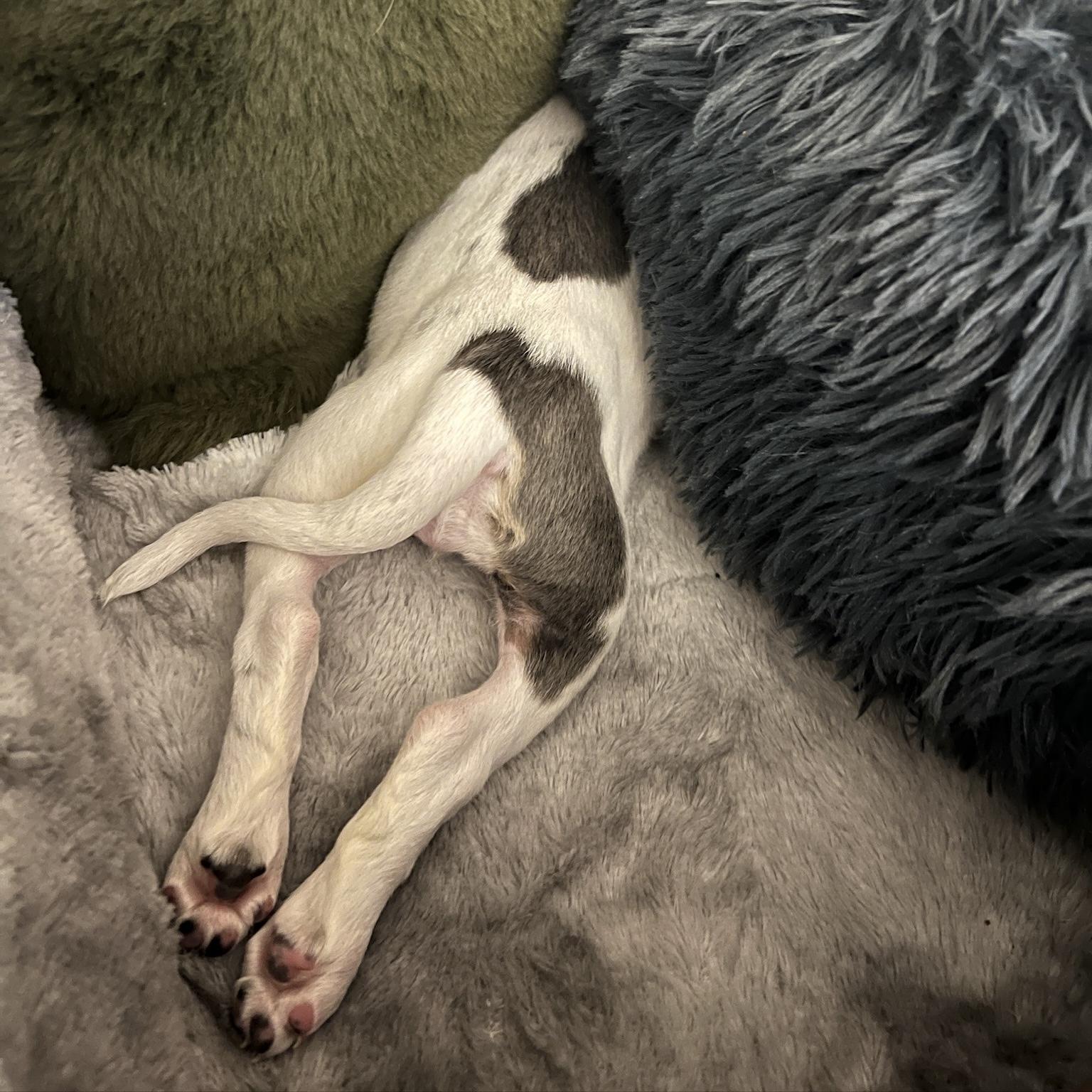 Enlarge Sandra, of the Mambo NO. 5 Puppies, an adopted mixed breed in danbury, CT image 2/6