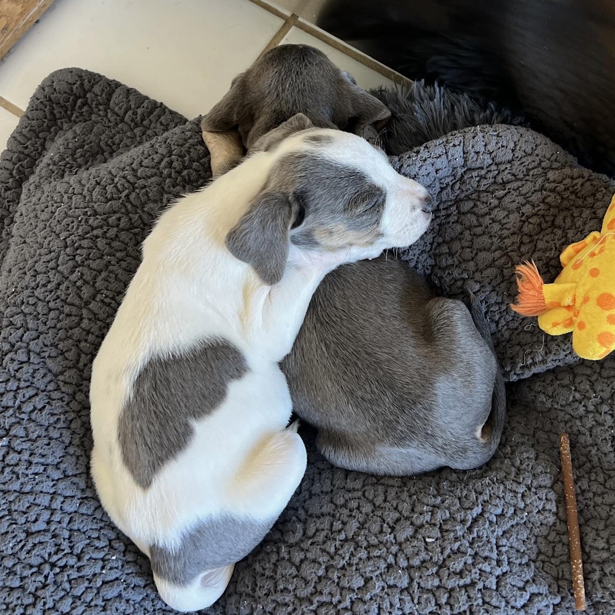 Enlarge Sandra, of the Mambo NO. 5 Puppies, an adopted mixed breed in danbury, CT image 5/6