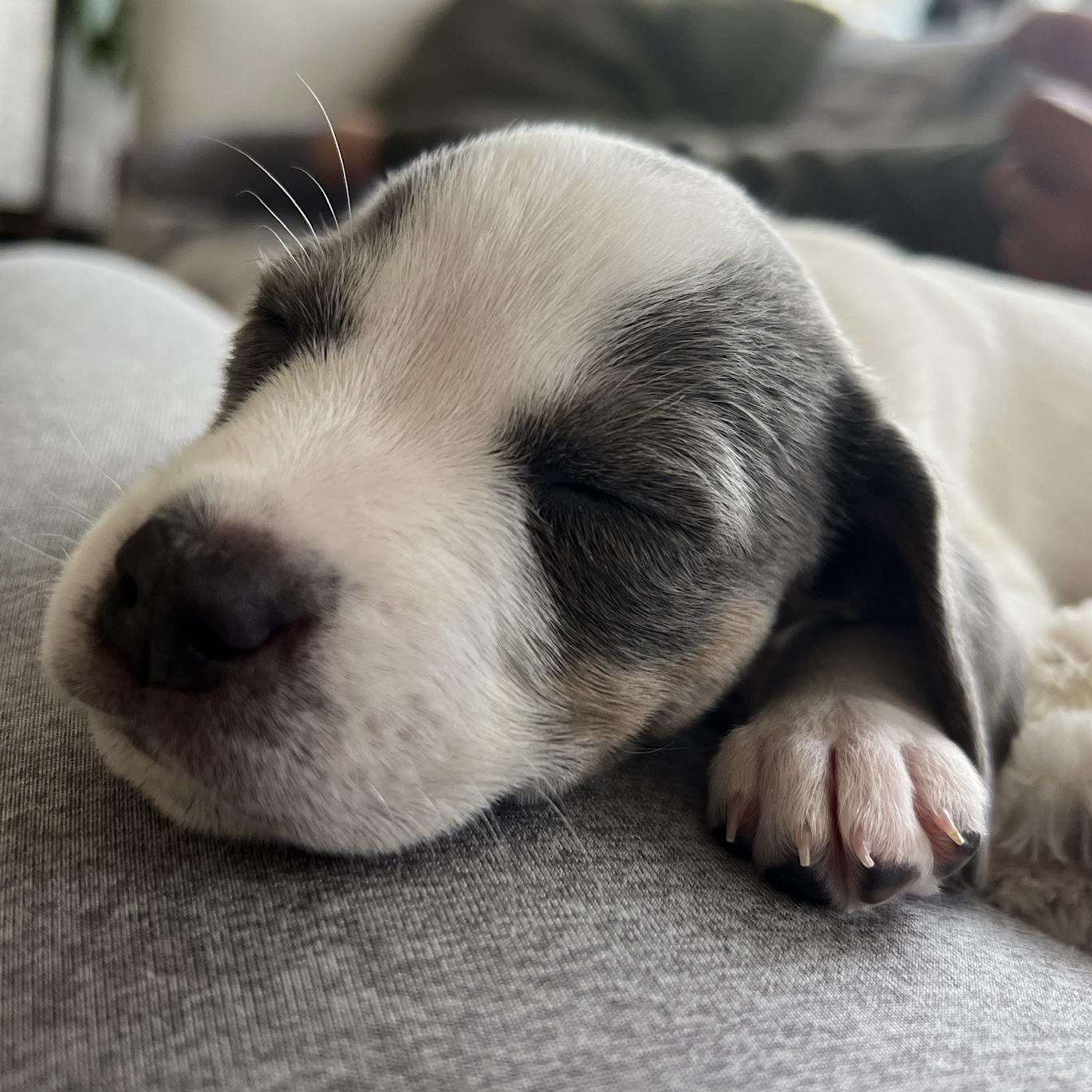 Enlarge Sandra, of the Mambo NO. 5 Puppies, an adopted mixed breed in danbury, CT image 6/6