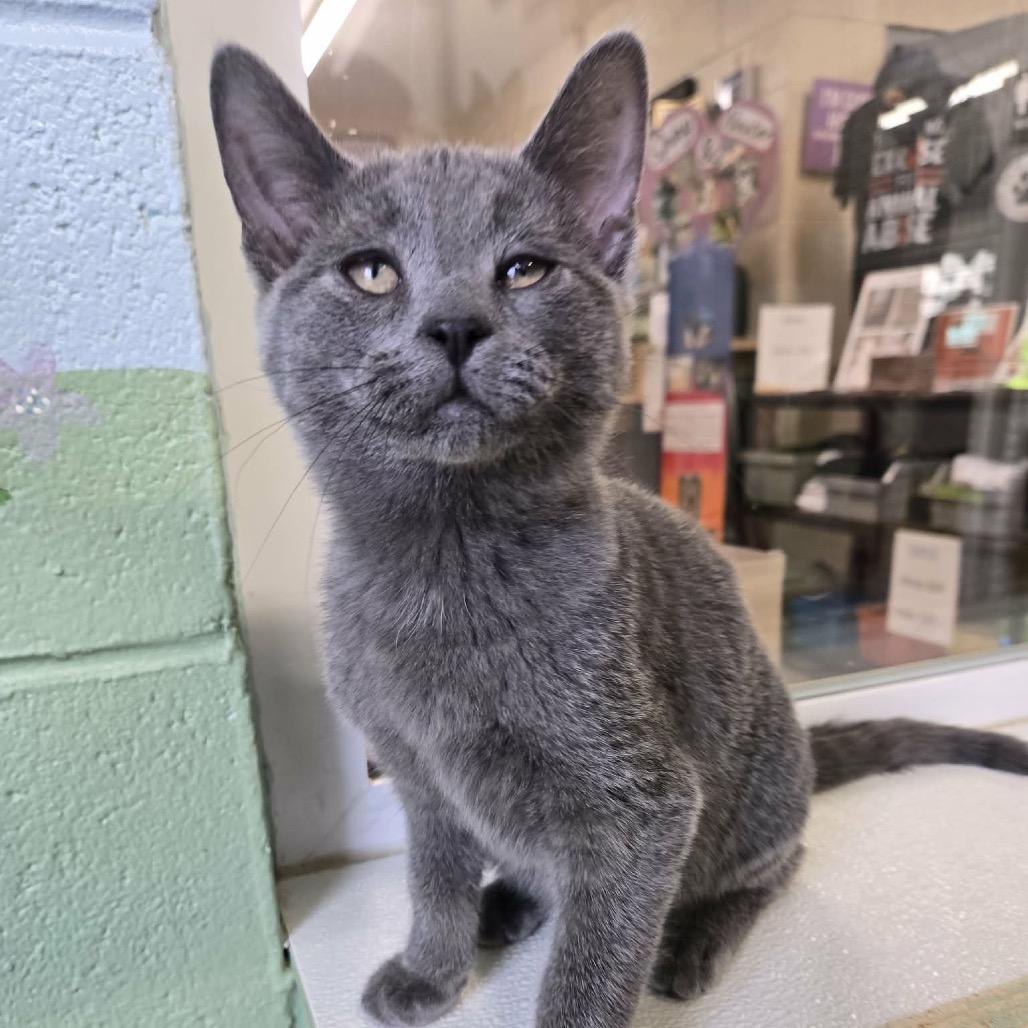 Twilight (Green Collar), Adoptable, Kitten Female Domestic Short Hair.