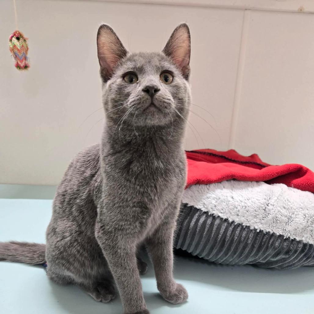 Enlarge Twilight (Green Collar), a Adoptable Domestic Short Hair in Newport, TN image 2/2