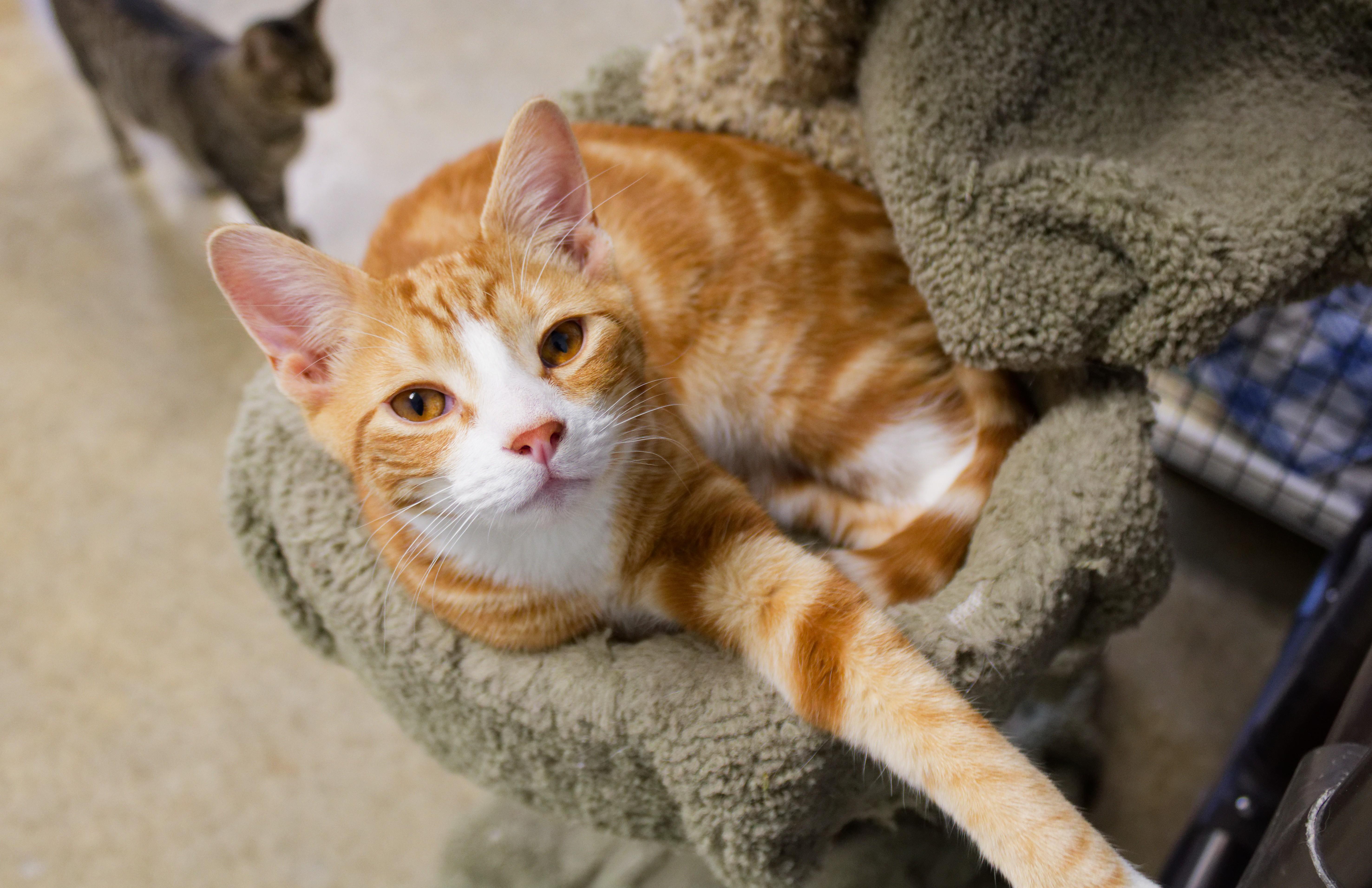 Enlarge Nacho, an adopted American Shorthair in Urbana, OH image 2/6