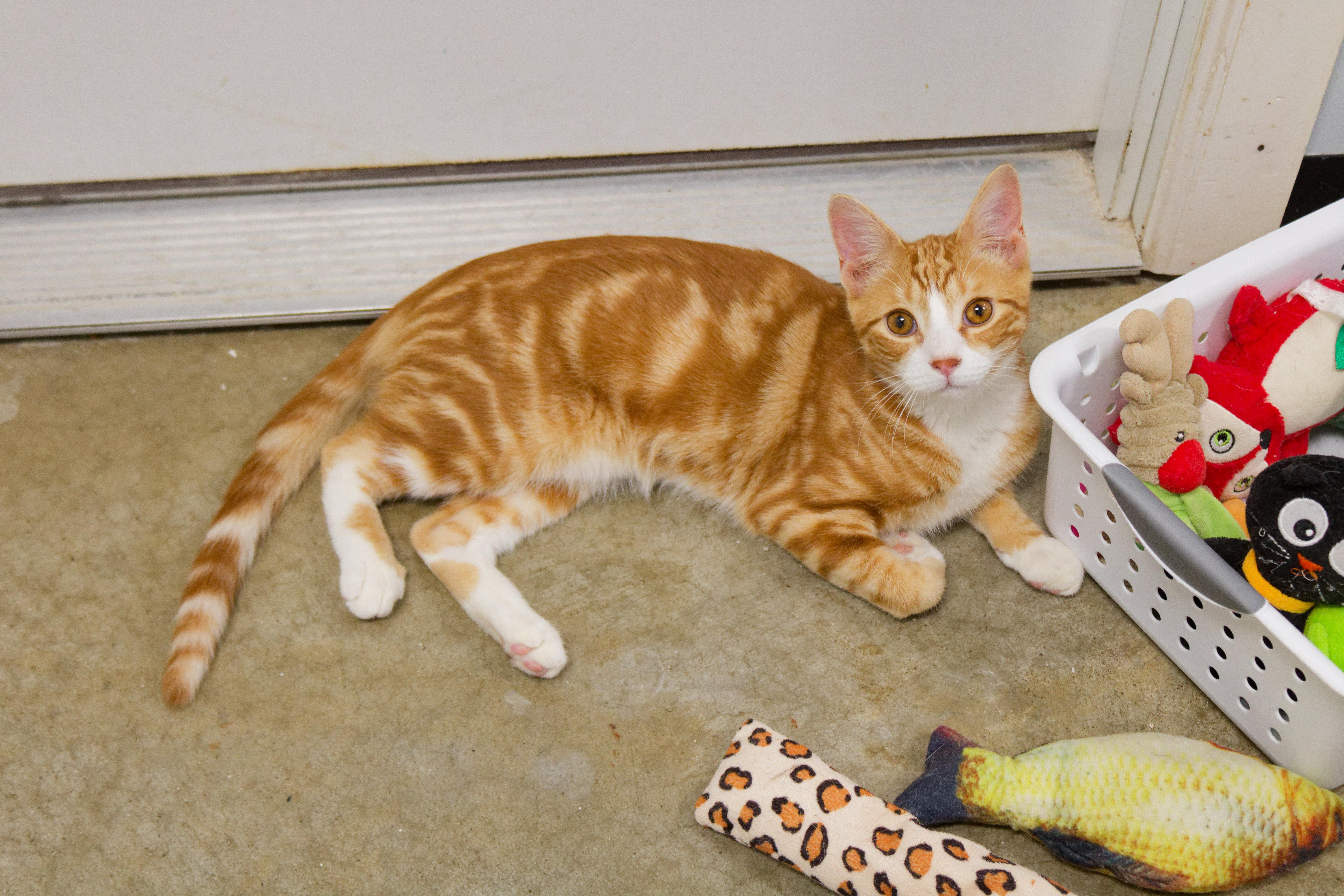 Enlarge Nacho, an adopted American Shorthair in Urbana, OH image 3/6
