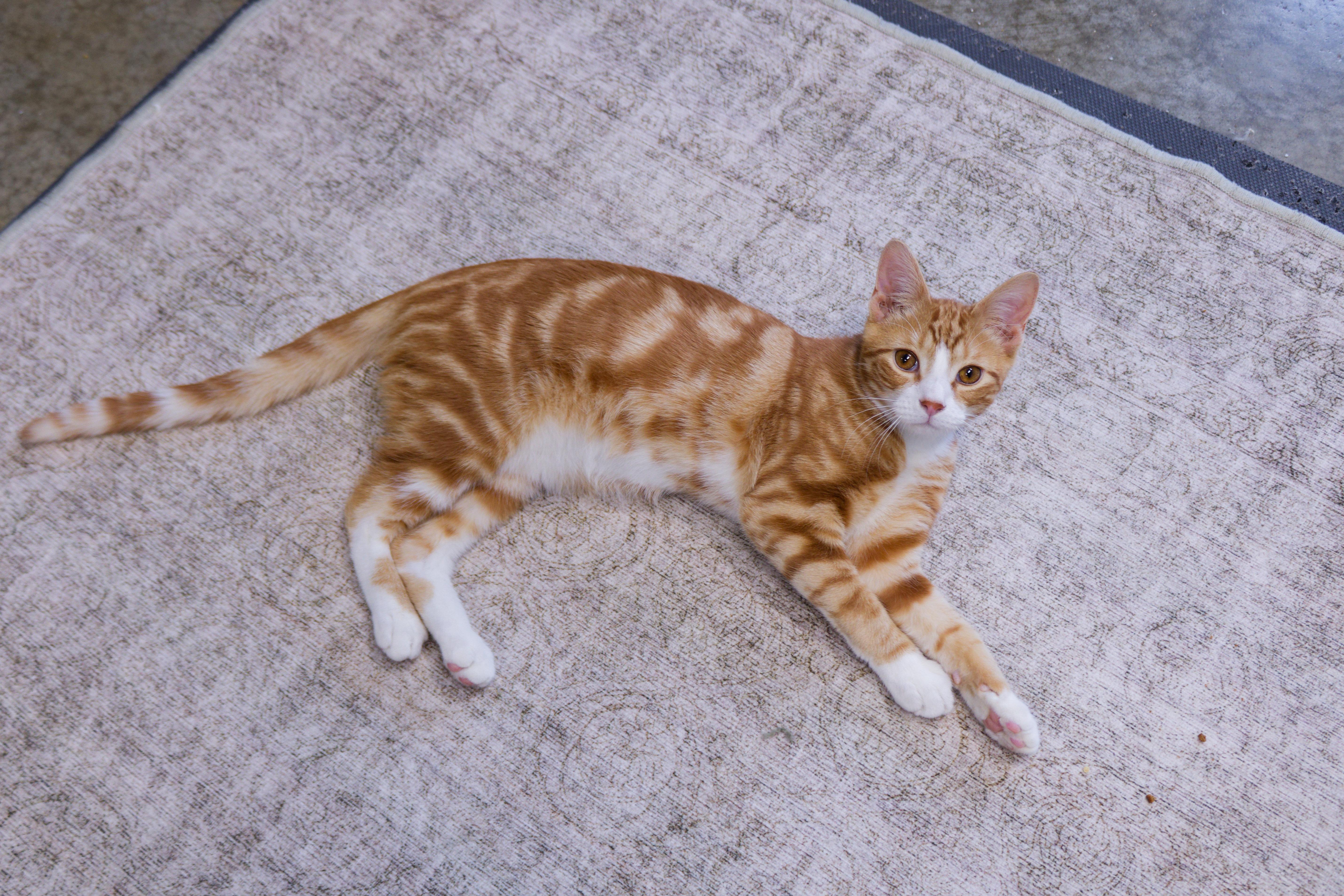 Enlarge Nacho, an adopted American Shorthair in Urbana, OH image 6/6