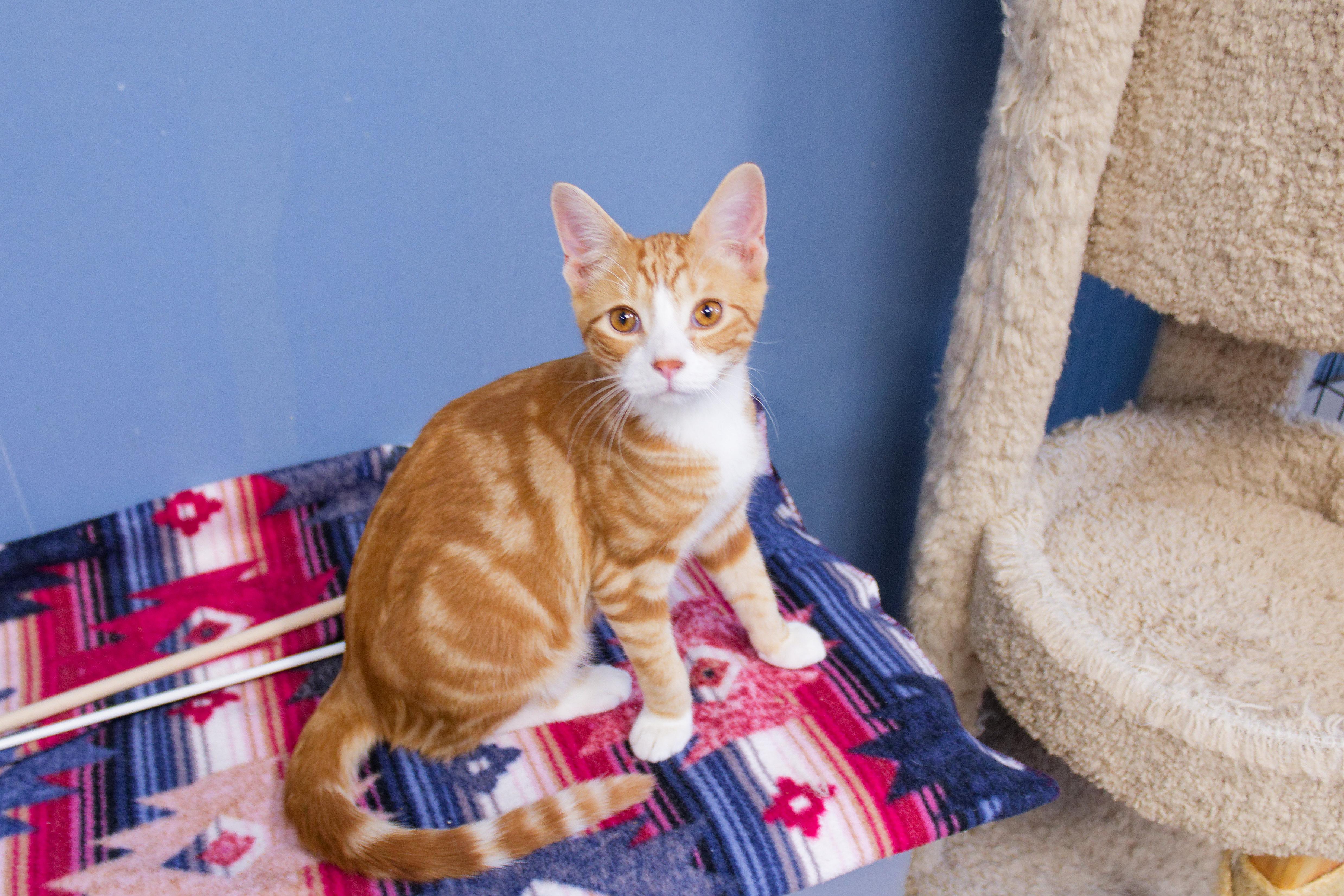 Enlarge Nacho, an adopted American Shorthair in Urbana, OH image 4/6