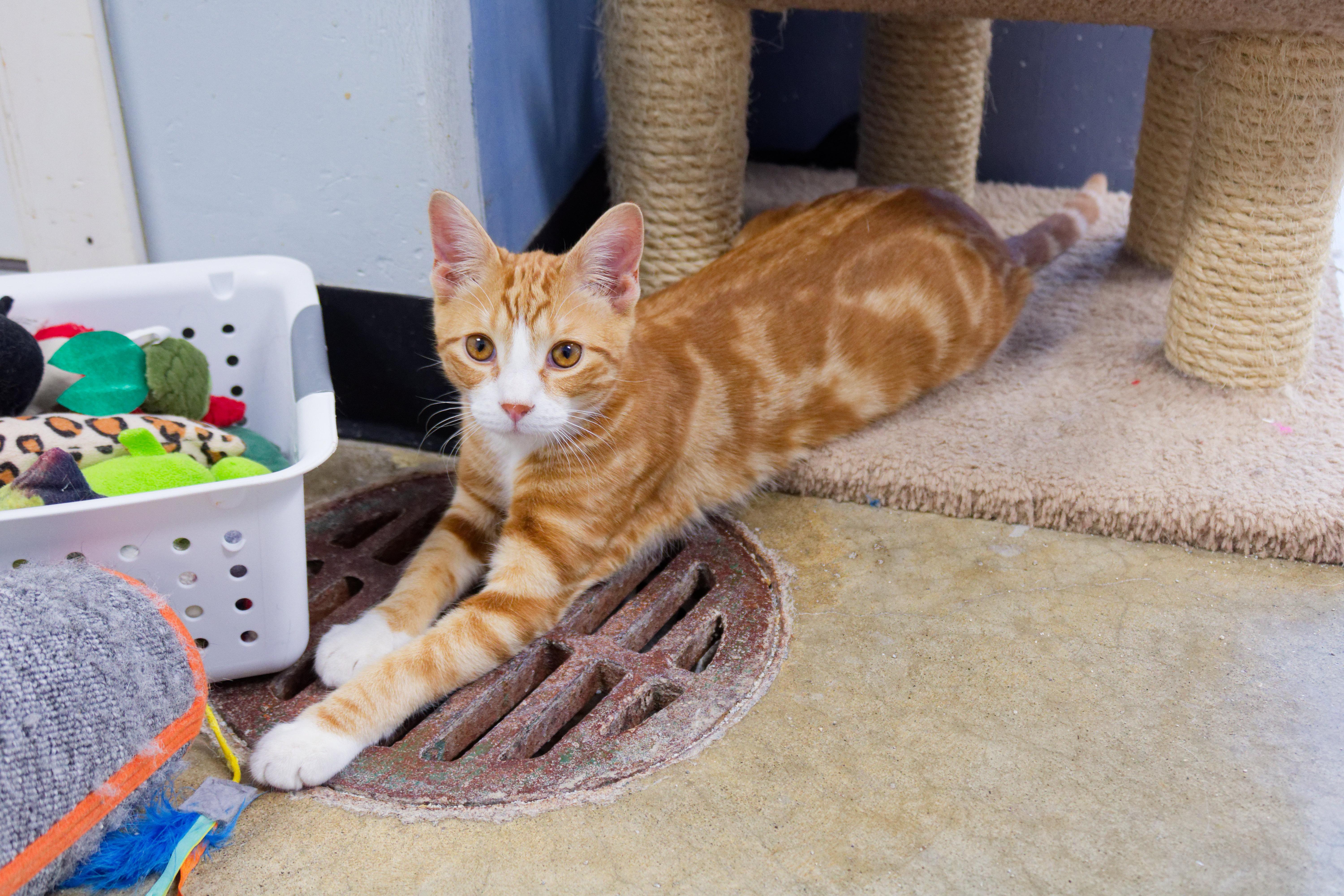 Enlarge Nacho, an adopted American Shorthair in Urbana, OH image 5/6