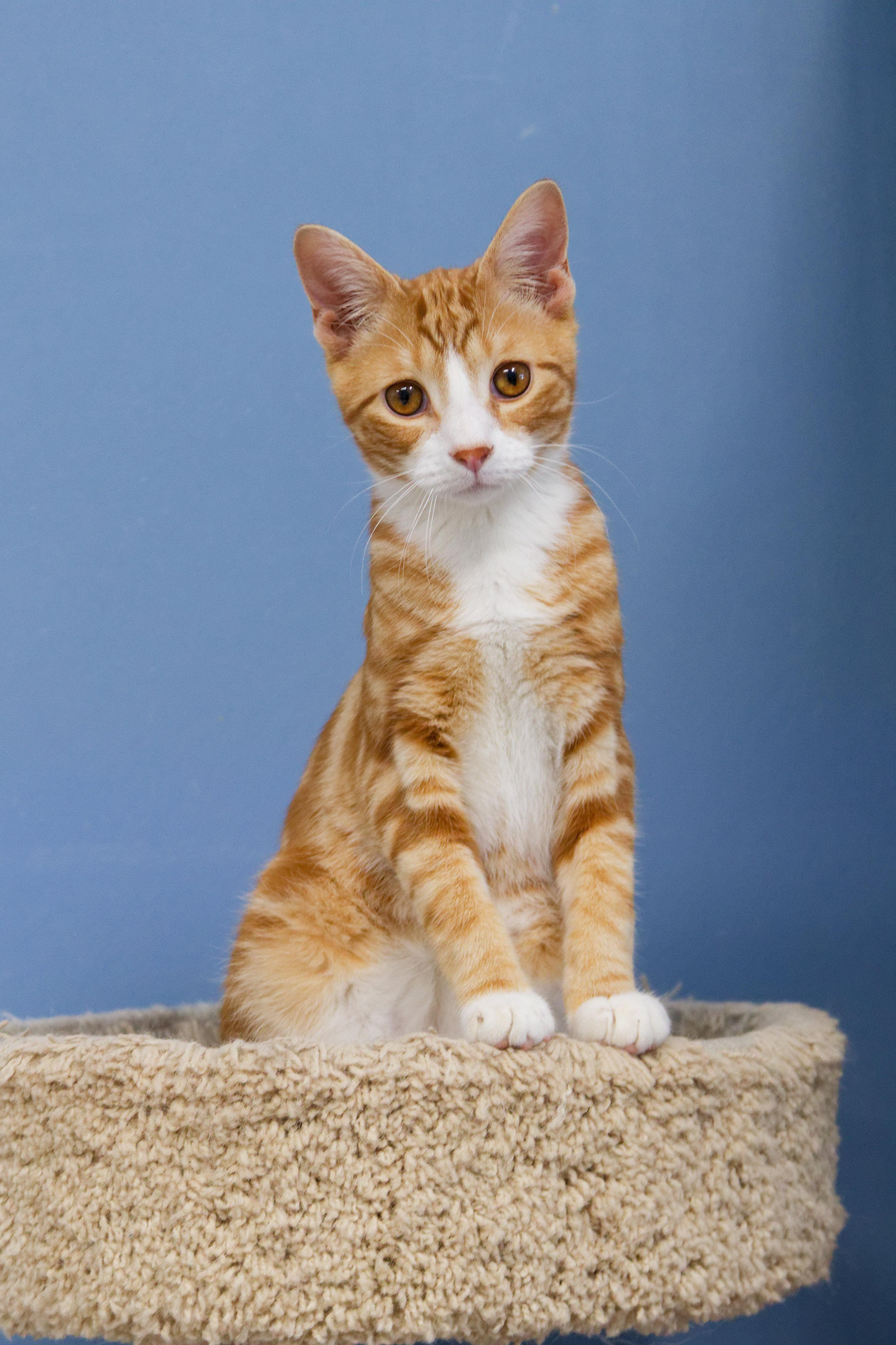 Nacho, adopted, Kitten Male American Shorthair.