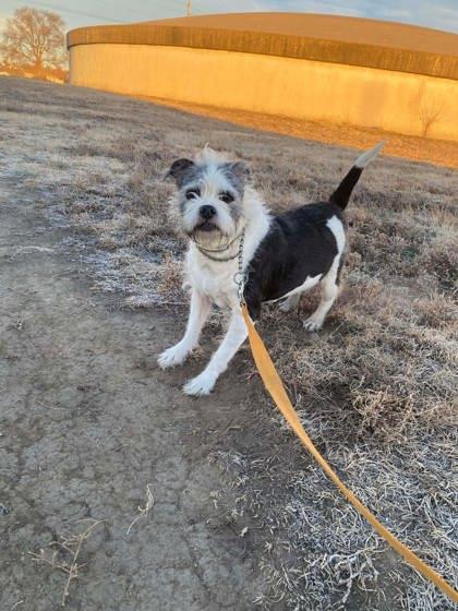 Agatha, Adoptable, Adult Female Terrier & Mixed Breed.