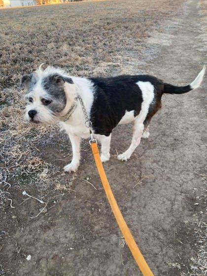 Enlarge Agatha, a Adoptable mixed breed in McCook, NE image 2/2