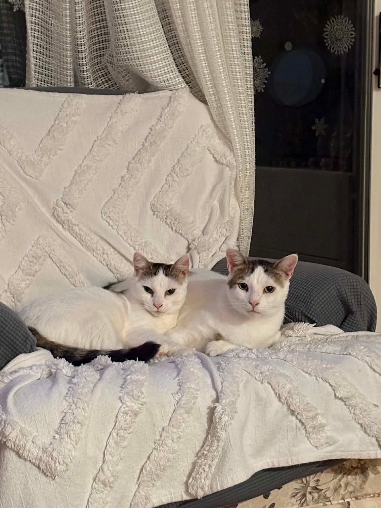 Pearl & Orion, ADOPTABLE, Adult Male Domestic Short Hair.