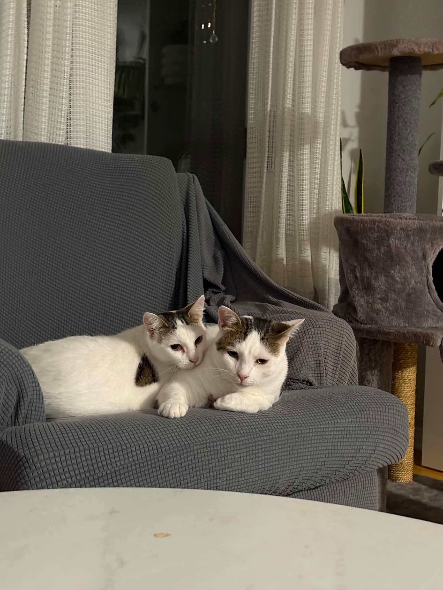Enlarge Pearl & Orion, a ADOPTABLE Domestic Short Hair in Ashton, ON image 2/5