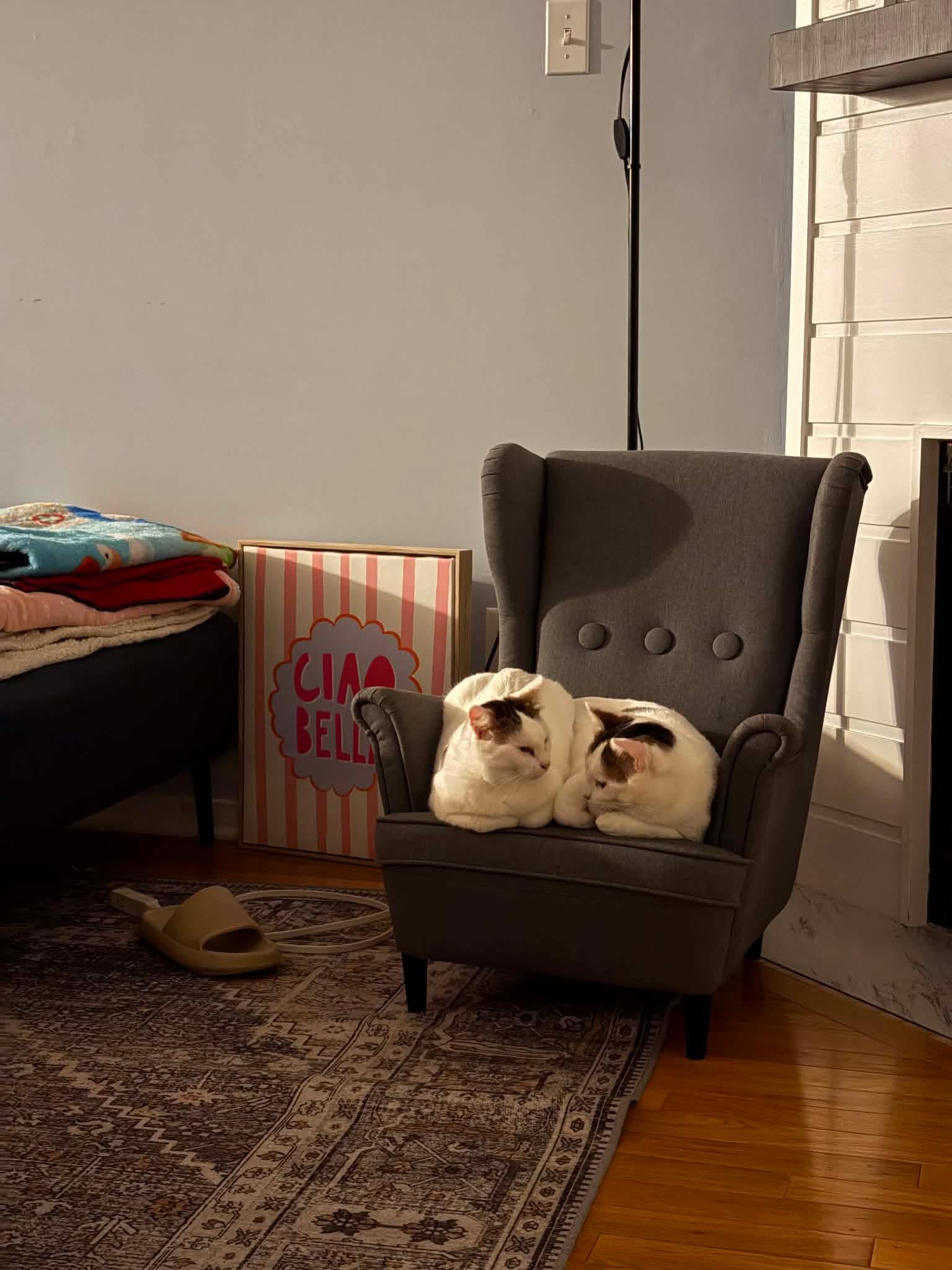 Enlarge Pearl & Orion, a ADOPTABLE Domestic Short Hair in Ashton, ON image 3/5