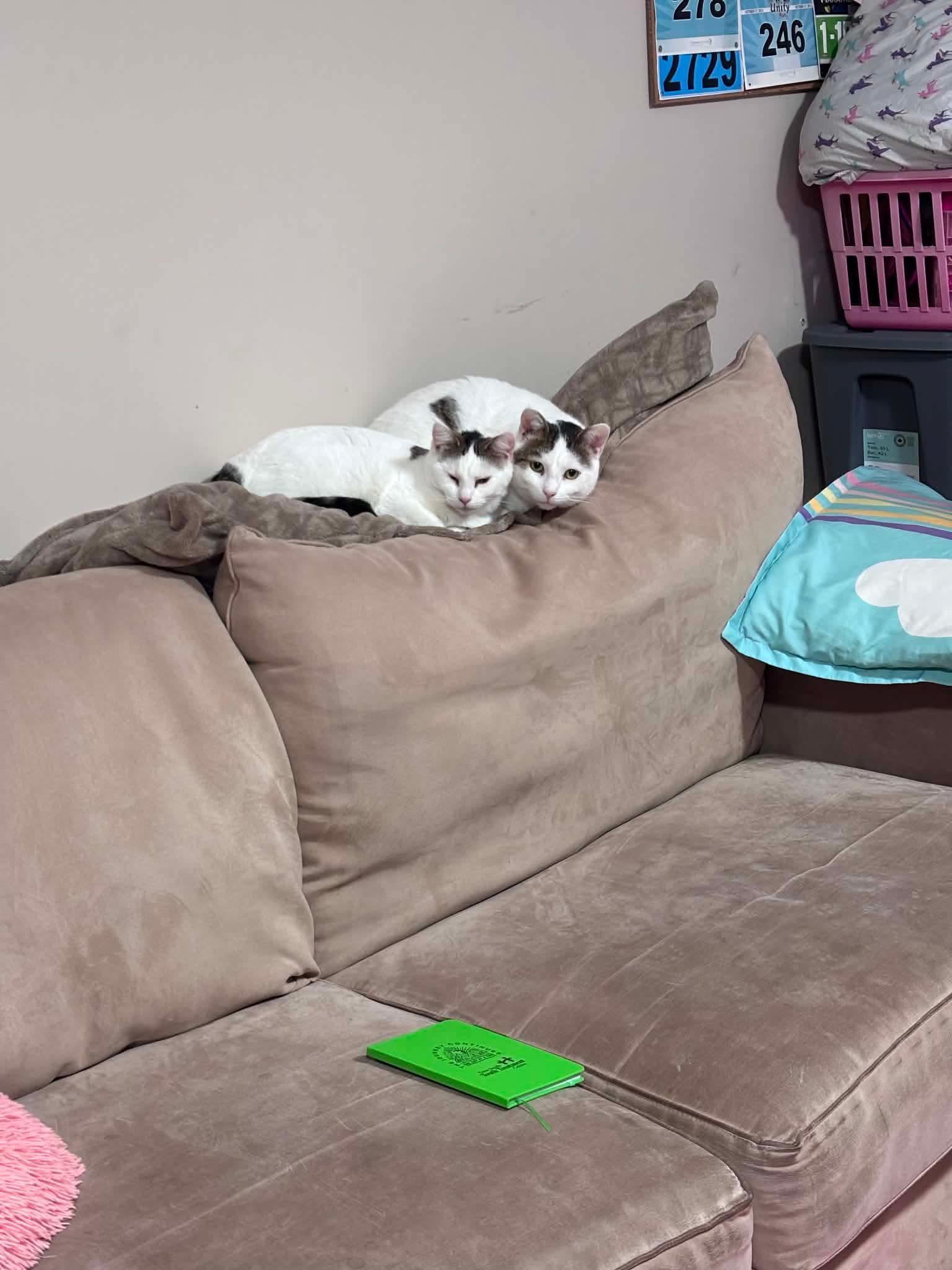 Enlarge Pearl & Orion, a ADOPTABLE Domestic Short Hair in Ashton, ON image 5/5