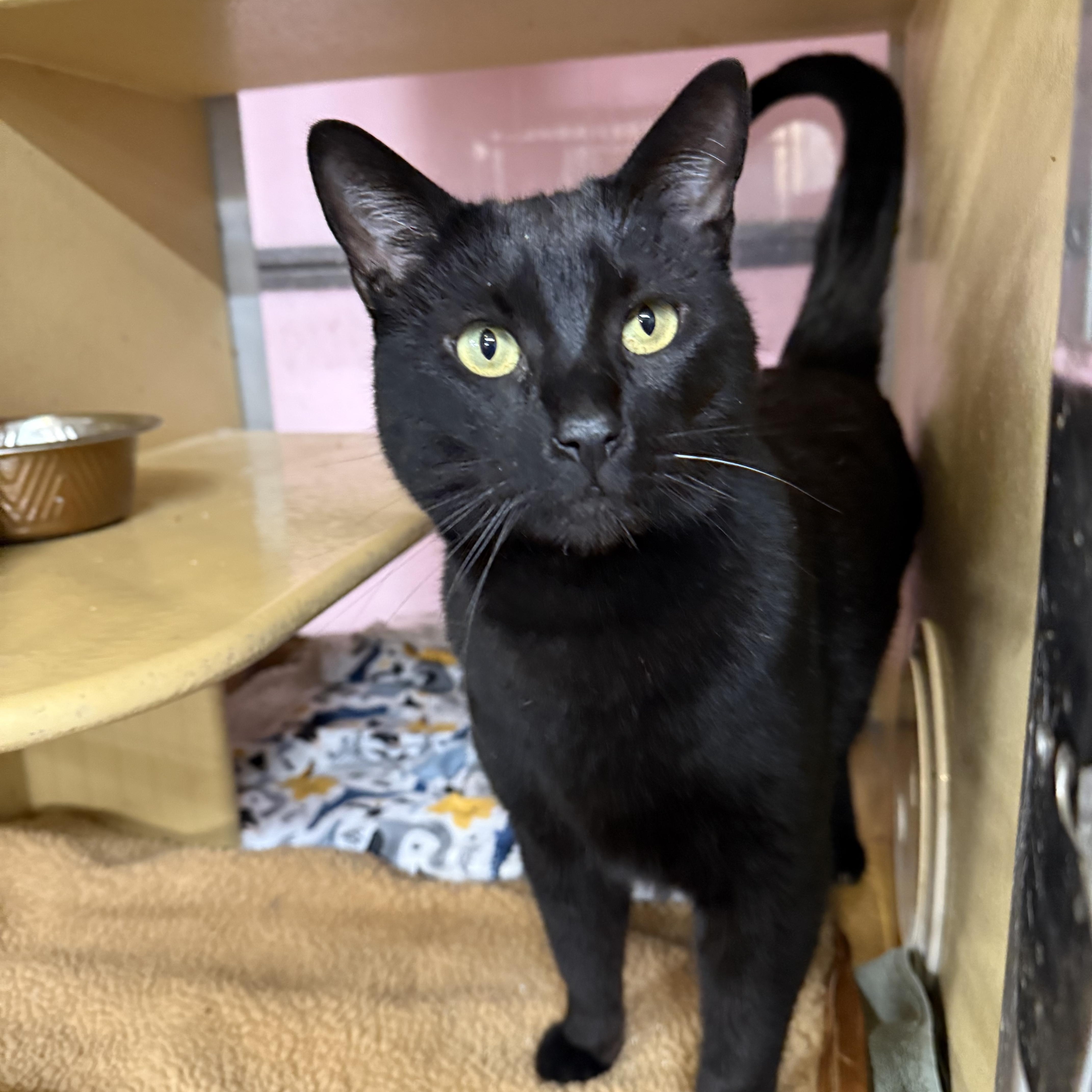 Enlarge Blackjack, a ADOPTABLE Domestic Short Hair in Toms River, NJ image 2/3