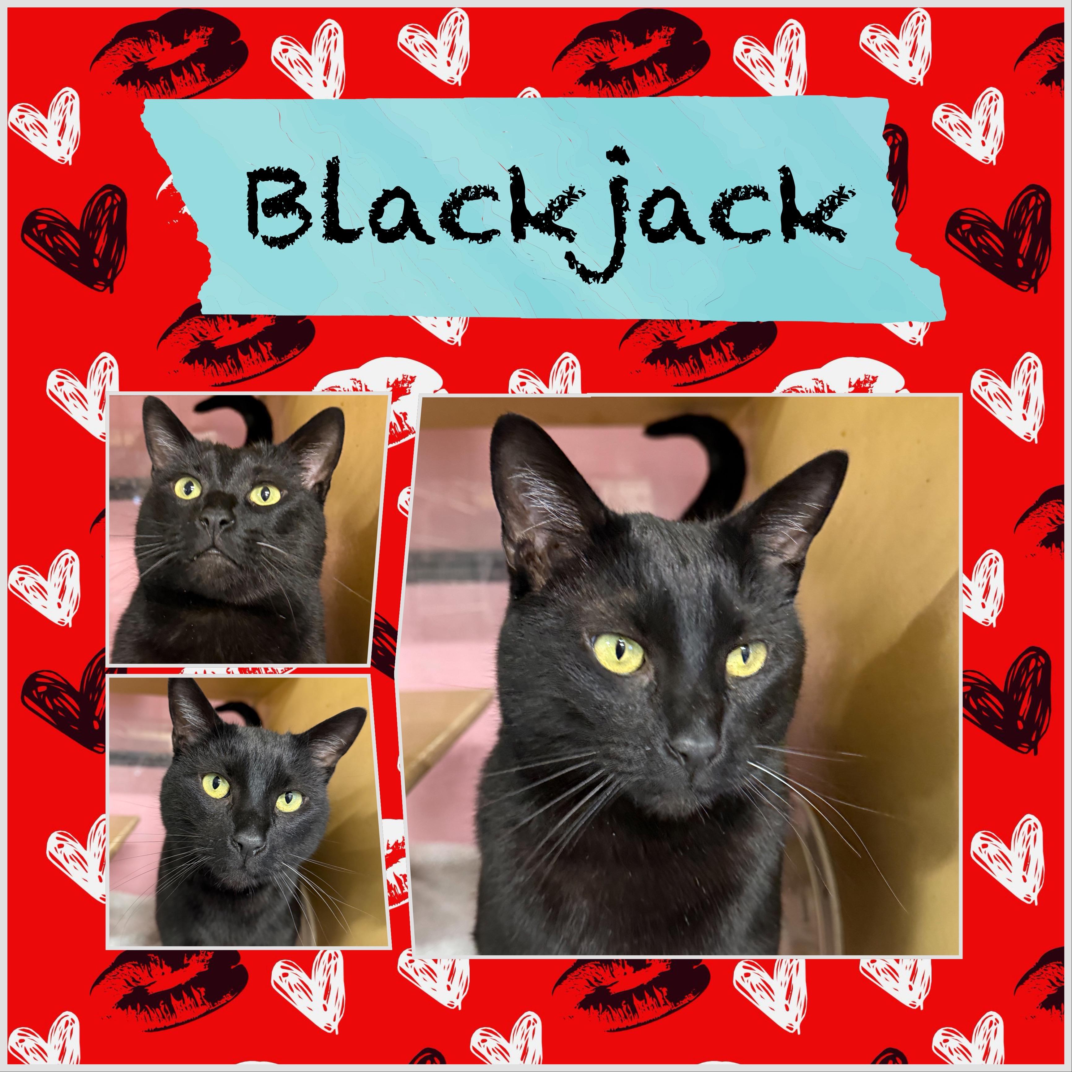 Blackjack, ADOPTABLE, Adult Male Domestic Short Hair.