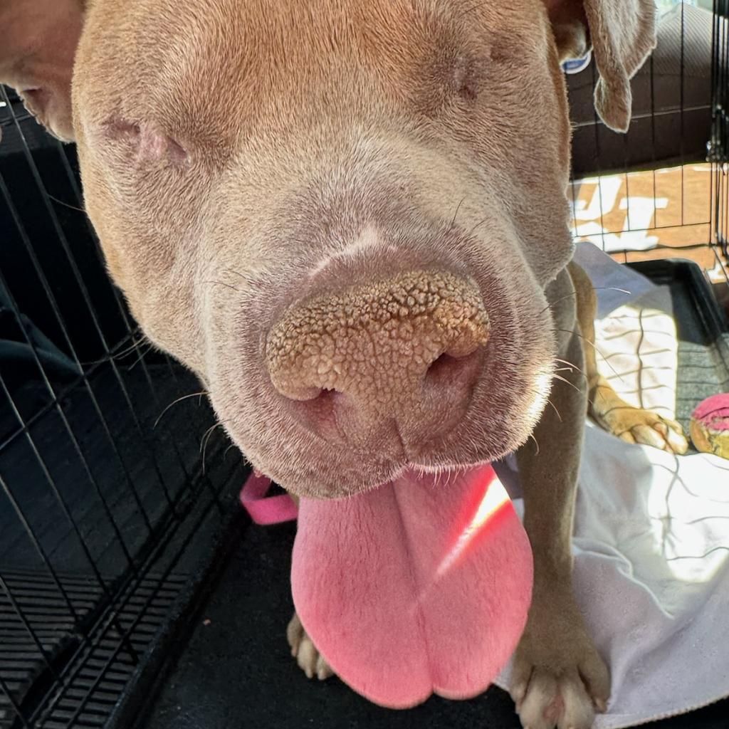 Enlarge Rocky 2, a Adoptable mixed breed in Phoenix, AZ image 1/1